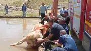 Muş’ta sulama havuzuna düşen inek için kurtarma operasyonu