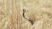 Elazığ kırsalında yılanların nadir görülen çiftleşme anı görüntülendi