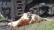 Elazığ’da tren kazasında yaralanan ineği kurtarmak için saniyelerle yarıştılar