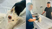 Hakkari’de yaralı kedi zorlu ameliyatla hayata tutundu
