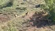 Elazığ’da yaban hayatının nadir görüntüleri kayıt altına alındı