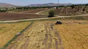 Gercüş çiftçisinin yüzü bu yıl mercimek hasadıyla güldü