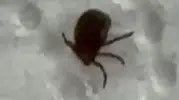 Siirtte bağında kene fark eden vatandaş hastaneye gitti