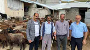 Ağrılı hayvancılara yarı fiyatına süt sağım ve kırkım desteği geldi