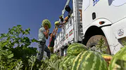 Diyarbakır karpuzunda hasat sezonu bereketli geçiyor