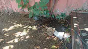 Bingöl merkezde kavurucu sıcaklar güvercini su dolu birikintiye yöneltti