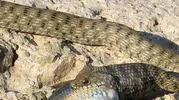 Elazığ feribot iskelesinde yılanın balık avı şaşırttı