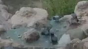 Elazığ’da mevsim normallerini aşan sıcaklar güvercinleri süs havuzuna yöneltti