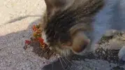 Elazığ Feribot İskelesindeki kedi piknikçilerin menemenini afiyetle yedi