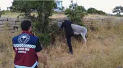 Bingöl yollarındaki sahipsiz hayvanlar için ekipler harekete geçti