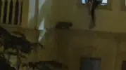 Nusaybinli vatandaşın duyarlı hareketi mahsur kalan kediyi hayata döndürdü