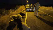Çüngüş ilçesindeki trafik kazasında on koyun hayatını kaybetti
