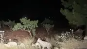 Şanlıurfa Halfeti yolunda sırtlanın avını taşıma anı kaydedildi