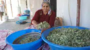 Şırnak dağlarında 30 yıl sonra gelen kudret helvası bereketi yaşanıyor