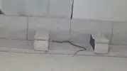 Hakkari Derecik’te misafir hazırlığı yapan ailenin evinde yılan paniği yaşandı