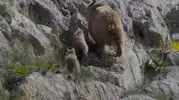 Ovacık kırsalında anne ayı ve yavrularının doğal anları kayıt altına alındı