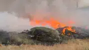Bingöl Sancak bölgesindeki ormanlık alanda yangın çıktı