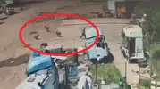 Silopi'de köpeklerin kovaladığı küçük çocuğu babası ve amcası son anda kurtardı