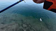 Elazığlı balıkçıdan yavru balığa özgürlük çağrısı