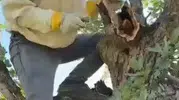 Palu ormanlarında kuruyan meşe ağacından doğal bal çıktı