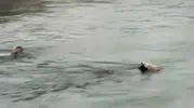 Diyarbakır Eğil'de kanala düşen hayvanı kurtarmak için suya girdi