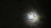 Tunceli ormanlarında yaban domuzu ve boz ayı gece vakti yan yana geldi