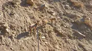 Tunceli Ovacık yolunda nadir görülen dağ keçileri objektiflere yansıdı