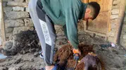 Patnoslu besiciler koyunları yaz sıcaklarına hazırlamak için yünlerini kırkıyor