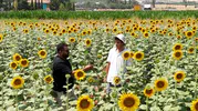 GAP suyu Şanlıurfa ovalarında tarımı dönüştürdü
