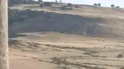Ergani'de yuvasında mahsur kalan leyleği elektrik ekipleri kurtardı