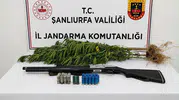 Halfeti'de kenevir operasyonu Jandarmadan 1 gözaltı