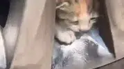 Elazığda otomobil jantına gizlenen kedi ailesini itfaiye ekipleri kurtardı