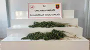 Şanlıurfa kırsalında kenevir baskını