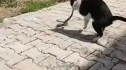 Elazığ sokaklarında kedi ve yılanın beklenmedik karşılaşması kayıt altına alındı
