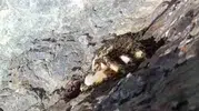 Elazığ dağlarında arıların sarp kayalıklara inşa ettiği doğal petekler görüntülendi