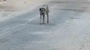 Şanlıurfa Halfeti’de küçük çocuğa sokak köpeği saldırdı
