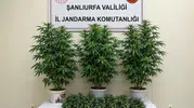 Şanlıurfa Bozova jandarma operasyonunda kenevir bitkileri yakalandı