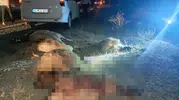Hakkari Van yolunda otomobil sürünün arasına daldı