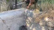 Boş havuzda mahsur kalan oklu kirpi doğaya geri döndü