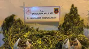 Eyyübiye'deki operasyonda 625 kök kenevir bulundu