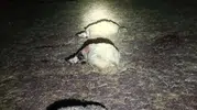 Çınar'da gece yağışı ağıla yıldırım düşürdü