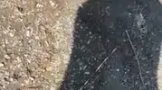 Elazığ Hazar Gölü kıyısında yılanlı şaka kameraya yansıdı