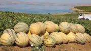 Elazığ topraklarında yaz bereketi başladı ve kavun hasadı için düğmeye basıldı