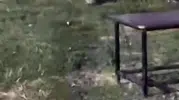 Dicle Nehri kıyısında nesli tükenmekte olan su samuru görüntülendi