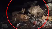 Bingöl'de ayı ve kurtlar yerleşim yerlerine kadar indi