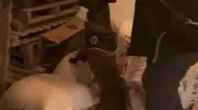 Bingöl'de uyuşturucu operasyonu sonucu bir kişi cezaevine gönderildi