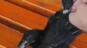 Sivrice Gölü kıyısında mahsur kalan yavru karga jandarma eliyle özgürlüğüne kavuştu