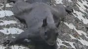 Tunceli Pülümür ormanlarında nadir görülen kara sincap kameraya yansıdı