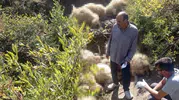 Ovacık yaylasında yabani hayvan paniği 40 koyunun sonu oldu