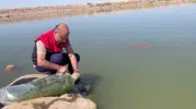 İdil Dirsekli göletine 100 bin yavru sazan bırakıldı
